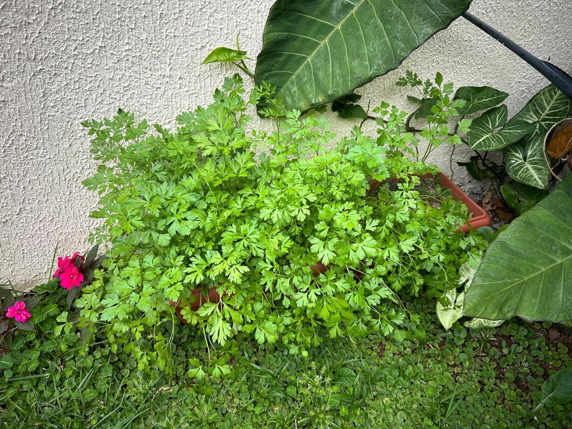 Casa De Praia Em Guaruja A 200 Metros Do Mar Kültér fotó